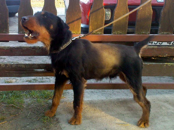 dorn